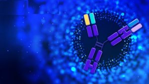 바이오 이중항체